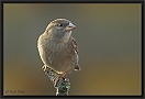 huismus DSC_0189-01